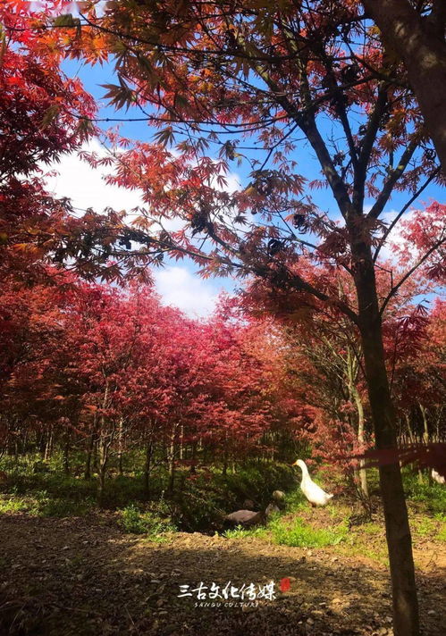 隆昌300畝紅楓秘境 層林盡染，何必遠赴東瀛