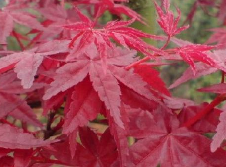 日本紅楓與美國紅楓的區(qū)別和特點(diǎn) 聚焦日本紅楓的東方雅韻